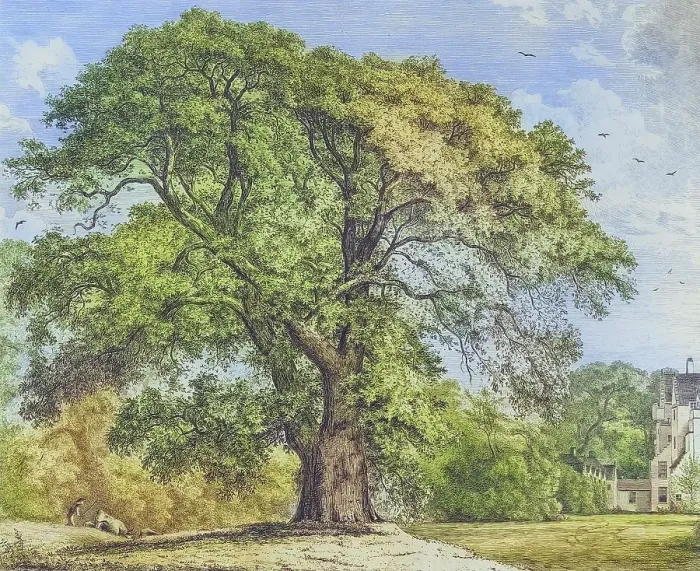 Framed Print : Famous Old Trees, The Great Ash Tree at Carnock, England, Historical, digitally restored reproduction from a 19th century original, coloured, Record date not stated