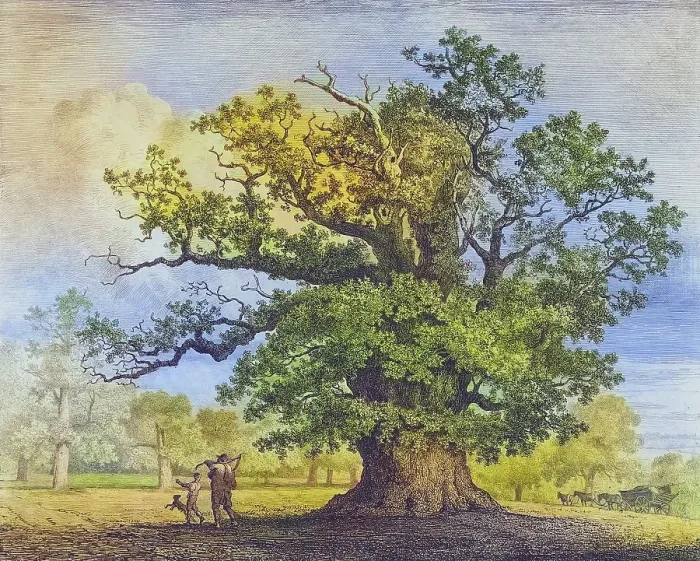 Framed Print : Famous old trees, The great oak in Fredville, England, Historical, digitally restored reproduction from a 19th century original, coloured, Record date not stated Framed Print : Famous old trees, The great oak in Fredville, England, Historical, digitally restored reproduction from a 19th century original, coloured, Record date not stated