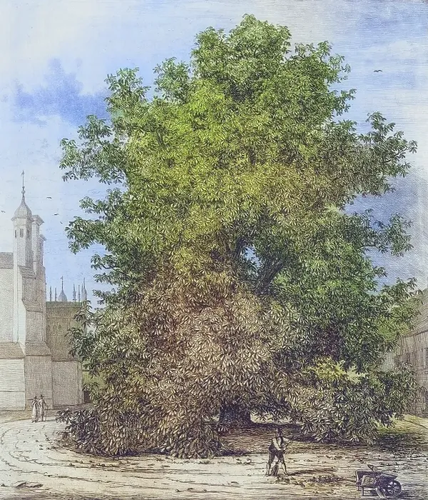 Framed Print : Famous old trees, The Horse Chestnut in Burleigh, England, Historical, digitally restored reproduction from a 19th century original, coloured, Record date not stated Framed Print : Famous old trees, The Horse Chestnut in Burleigh, England, Historical, digitally restored reproduction from a 19th century original, coloured, Record date not stated