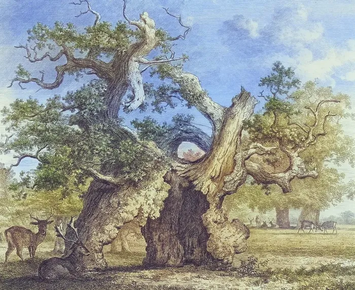 Framed Print : Famous old trees, The Oak of Salcey Forest, England, Historical, digitally restored reproduction from a 19th century original, coloured, Record date not stated Framed Print : Famous old trees, The Oak of Salcey Forest, England, Historical, digitally restored reproduction from a 19th century original, coloured, Record date not stated