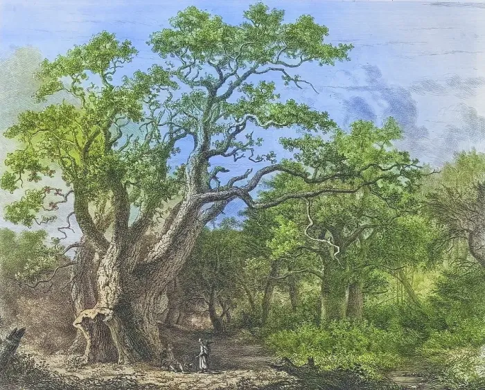 Framed Print : Famous old trees, The Royal Oak in Savernake Forest, England, Historical, digitally restored reproduction from a 19th century original, coloured, Record date not stated