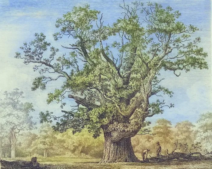 Framed Print : Famous old trees, The Swilcar Lawn Oak, This ancient oak tree, one of many that once stood in Needwood Forest, stood near Swilcar Lawn Farm near Marchington Framed Print : Famous old trees, The Swilcar Lawn Oak, This ancient oak tree, one of many that once stood in Needwood Forest, stood near Swilcar Lawn Farm near Marchington