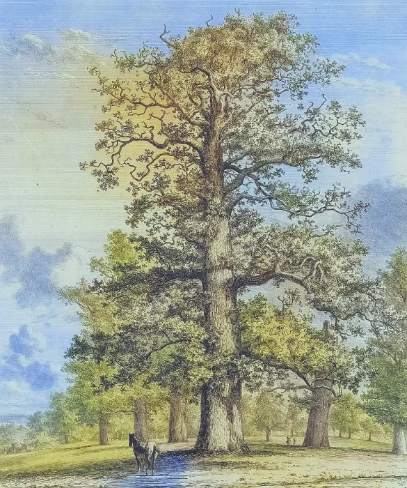 Framed Print : Famous old trees, The Tall Oak at Fredville, Fredville Park, has been known since the late 18th century for its magnificent trees, especially its oaks and chestnut trees, England, Historic