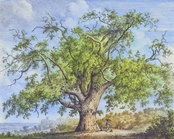 Framed Print : Famous Old Trees, The Tutbury Wych Elm, England, Historical, digitally restored reproduction from a 19th century original, coloured, Record date not stated