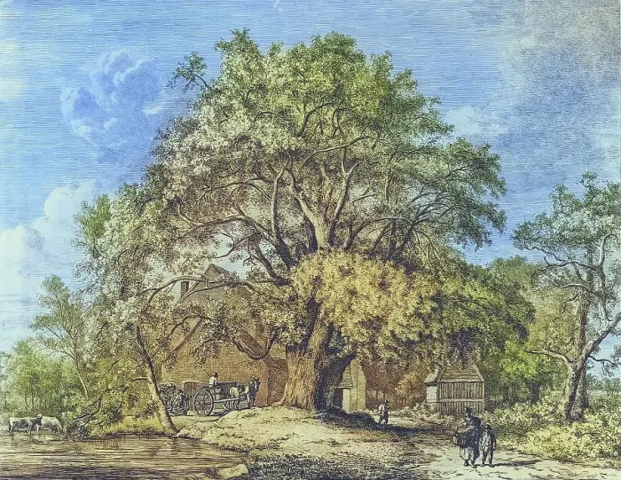 Framed Print : Famous old trees, The Wych elm at Bagot's Mill, England, Historical, digitally restored reproduction from a 19th century original, coloured, Record date not stated