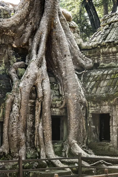 Framed Print : The famous Ta Prohm temple in Angkor Wat, Cambodia