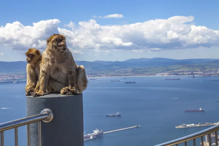 Framed Print : The famous wild macaques of Upper Rock Natural Reserve in Gibraltar Rock Framed Print : The famous wild macaques of Upper Rock Natural Reserve in Gibraltar Rock