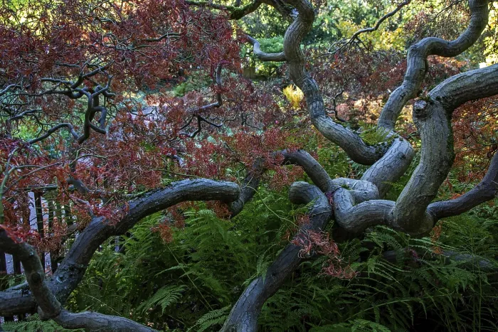 Framed Print : Fan maple (Acer palmatum), autumn colours Framed Print : Fan maple (Acer palmatum), autumn colours