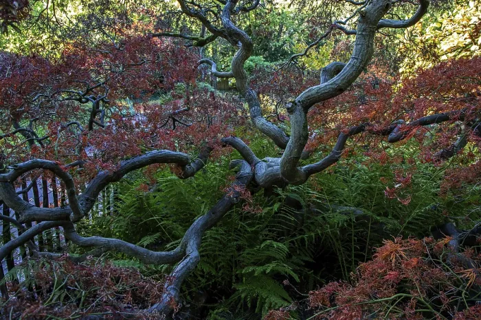 Framed Print : Fan maple (Acer palmatum), autumn colours