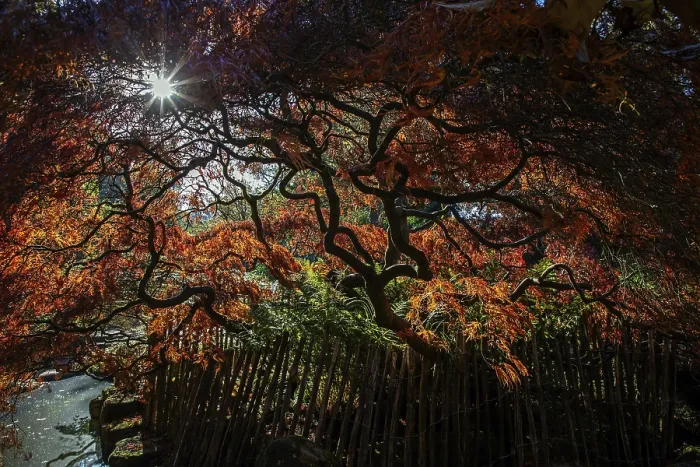 Framed Print : Fan maple (Acer palmatum), picket fence