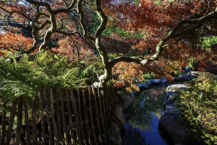 Framed Print : Fan maple (Acer palmatum), picket fence Framed Print : Fan maple (Acer palmatum), picket fence