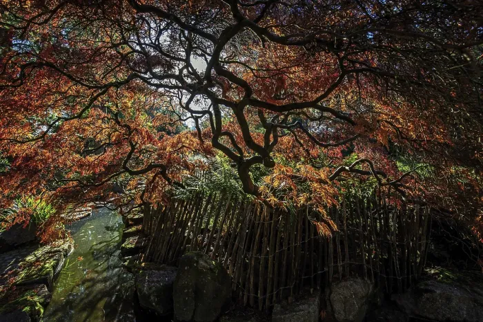 Framed Print : Fan maple (Acer palmatum), picket fence Framed Print : Fan maple (Acer palmatum), picket fence