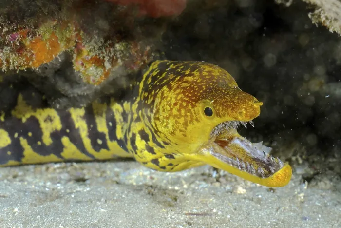 Framed Print : Fangtooth moray (Enchelycore anatina) with open mouth