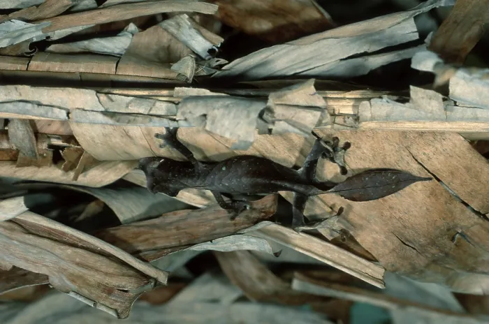 Framed Print : Fantastic Leaf-tailed Gecko, Madagascar