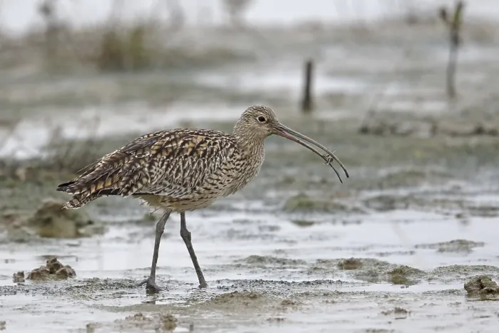 Framed Print : Far Eastern Curlew (Numenius madagascariensis) adult