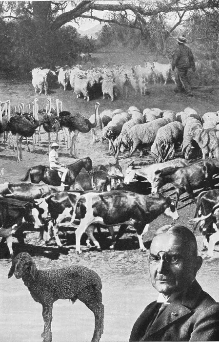 Framed Print : The farm animals in the German colonies in Africa