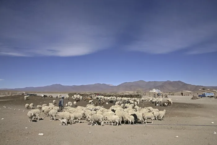 Framed Print : Farm and flock of sheep on the isolated Altiplano in Argentina
