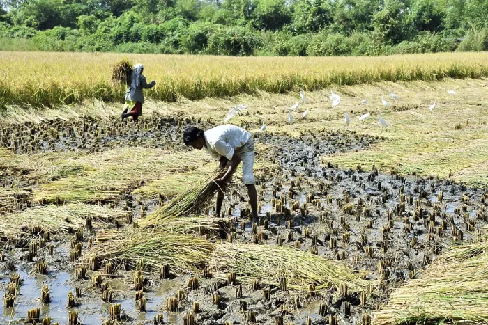 Framed Print : Farmer harvesting rice crop, Chikhla