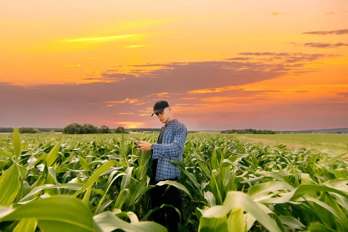 Framed Print : Farmer inspecting corn plants in a field during a serene sunset