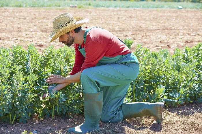 Framed Print : Farmer man harvesting lima beans in Mediterranean orchard field