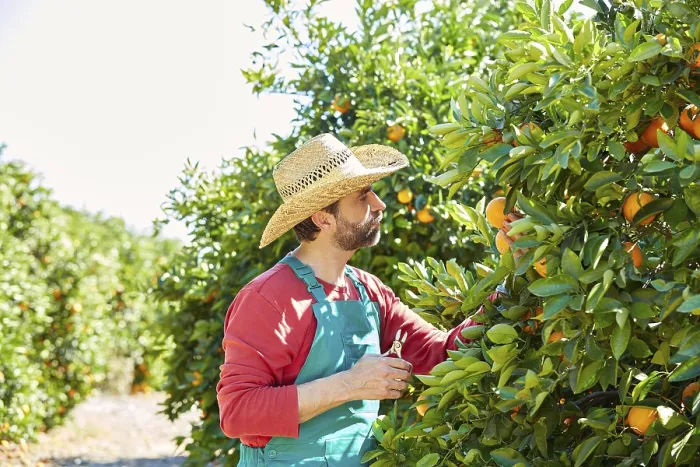 Framed Print : Farmer man harvesting oranges in an orange tree field