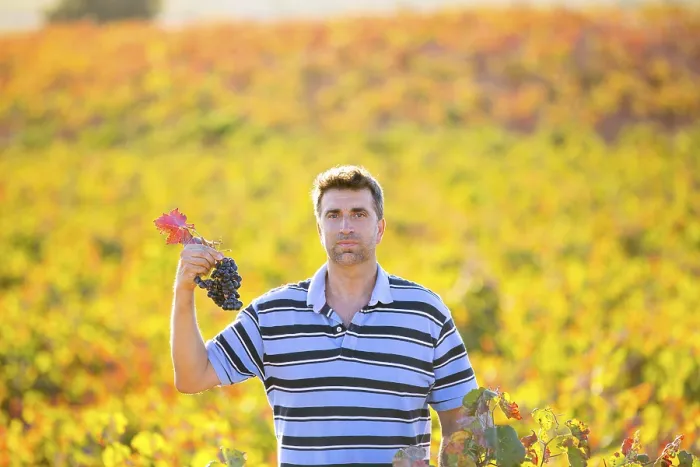 Framed Print : Farmer man in vineyard harvest autumn leaves in mediterranean field