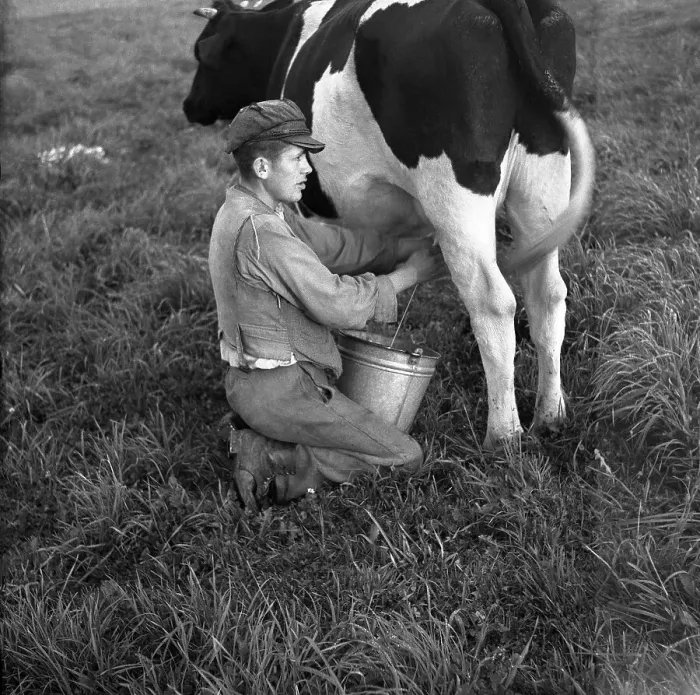 Framed Print : Farmer milking a cow, around Freiburg ca
