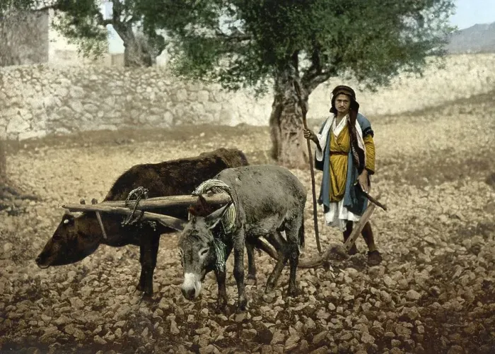 Framed Print : Farmer in Palestine working with ox and donkey in the field