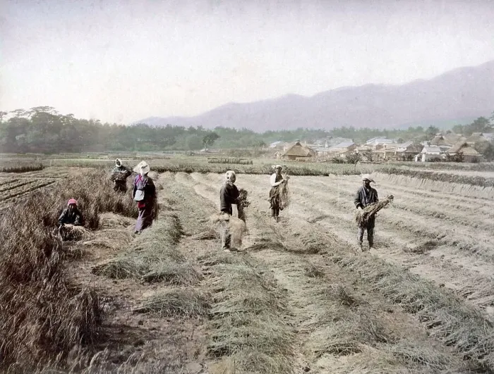 Framed Print : Farmers during harvest, Japan, Asia Framed Print : Farmers during harvest, Japan, Asia