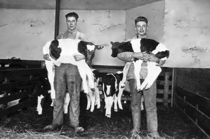 Framed Print : Two farmers holding calves, historic photograph