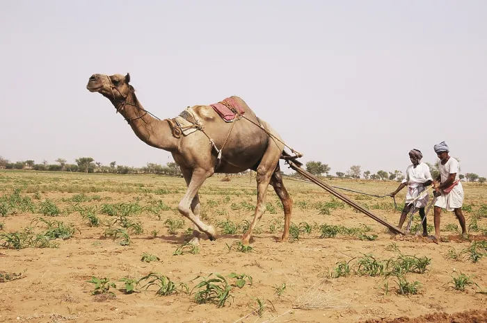 Framed Print : Farmers ploughing field with camel Framed Print : Farmers ploughing field with camel