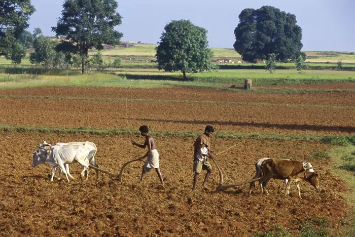 Framed Print : Farmers ploughing field using oxen, Orissa, India