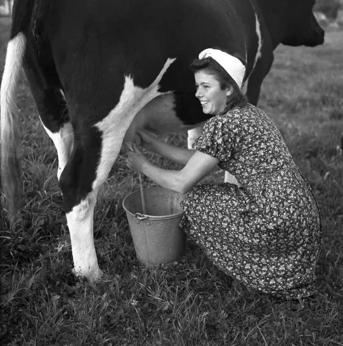 Framed Print : Farmer's wife milking a cow, ca Framed Print : Farmer's wife milking a cow, ca