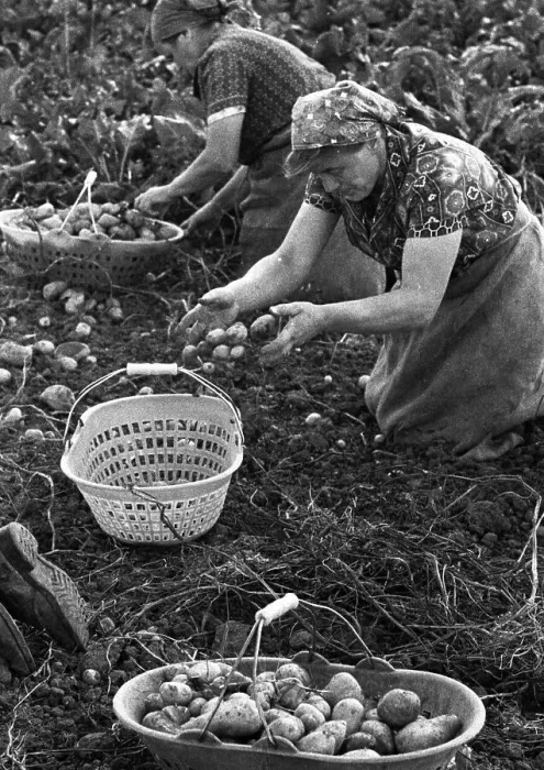 Framed Print : Farmers working in the fields in Muensterland on 10 Framed Print : Farmers working in the fields in Muensterland on 10