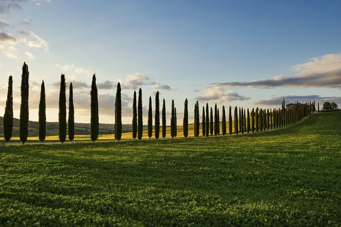 Framed Print : Farmhouse and cypresses, San Quirico d'Orcia Framed Print : Farmhouse and cypresses, San Quirico d'Orcia