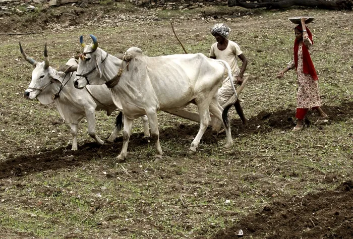 Framed Print : Farming, Dilwara town, Rajasmand district