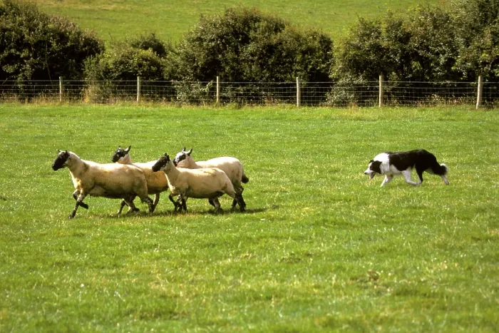 Framed Print : Farming-Sheep Sheep Dog Trial, Aberaeron Framed Print : Farming-Sheep Sheep Dog Trial, Aberaeron