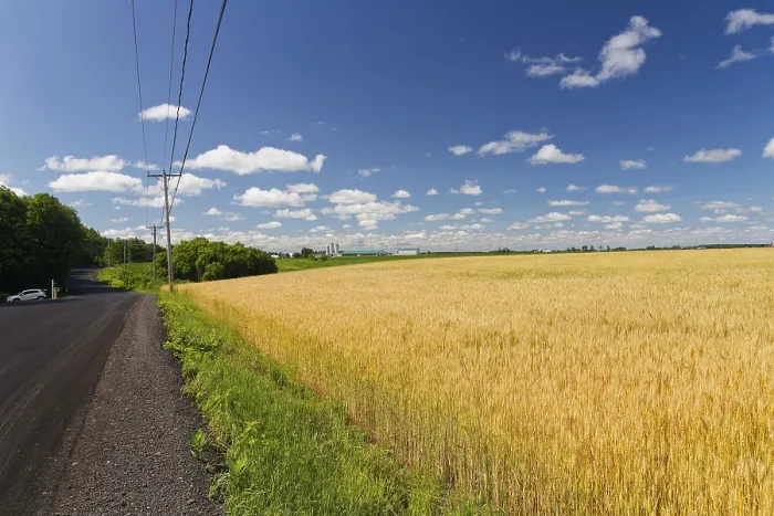 Framed Print : Farmland, agriculture, wheat field under blue sky