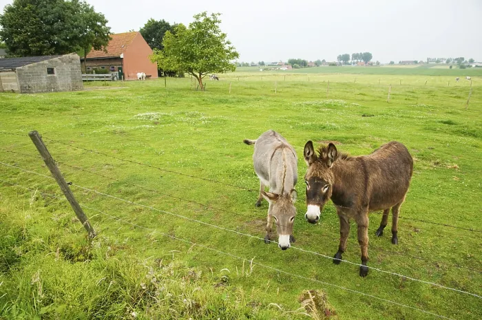 Framed Print : Farmland landscape with two donkeys