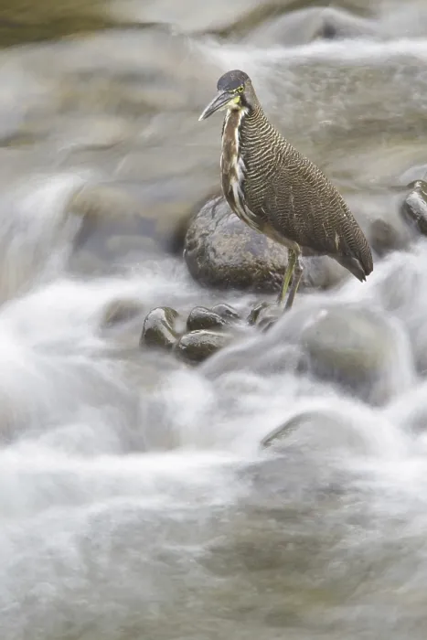 Framed Print : Fasciated Tiger Heron (Tigrisoma fasciatum) Framed Print : Fasciated Tiger Heron (Tigrisoma fasciatum)