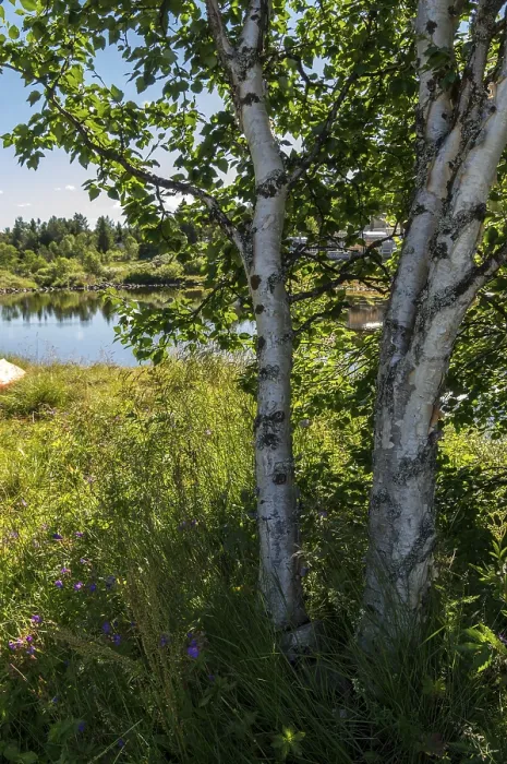 Framed Print : Fascinating natural landscape in Golsfjellet in the summertime in Norway