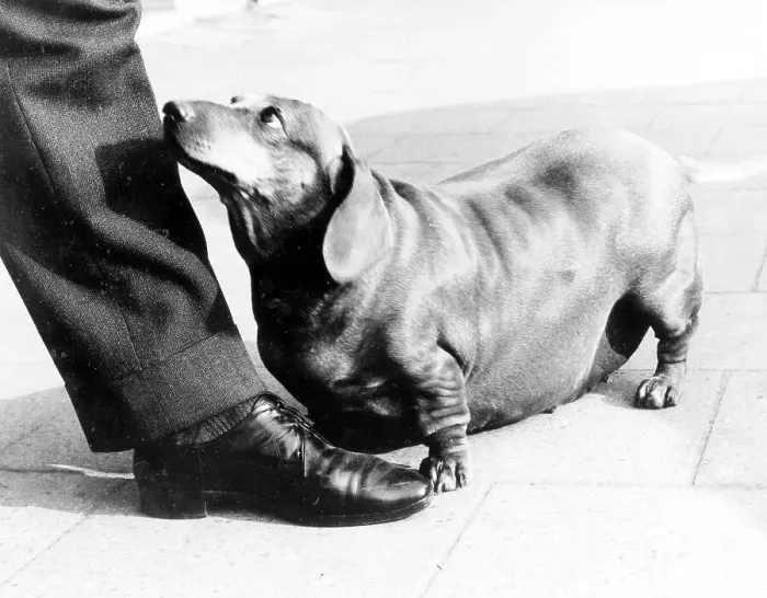 Framed Print : Fat Dachshund and his master, Mexico City