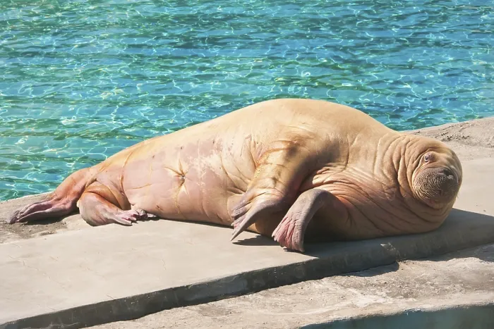 Framed Print : Fat and heavy sea mammal Walrus in zoo Framed Print : Fat and heavy sea mammal Walrus in zoo