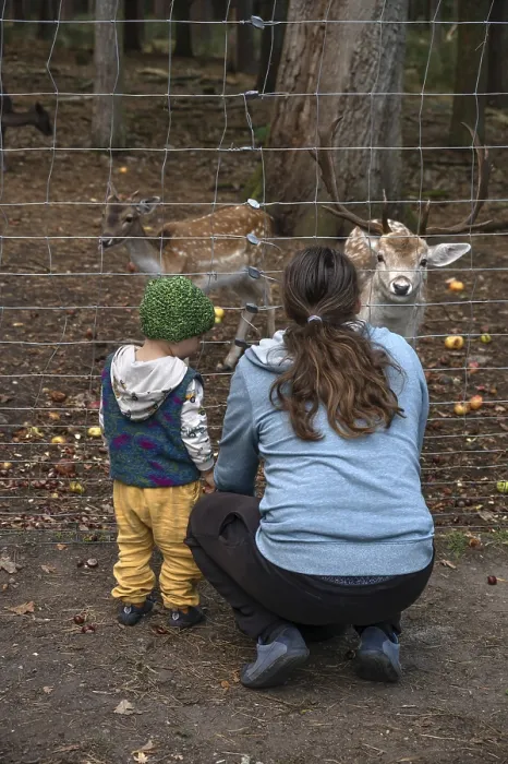 Framed Print : Father and son, two years old, look at the dam deer (Dama dama) in the forest enclosure