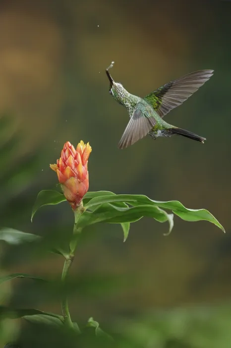 Framed Print : This is one of my favorite hummingbird photos that I have in my collection Framed Print : This is one of my favorite hummingbird photos that I have in my collection