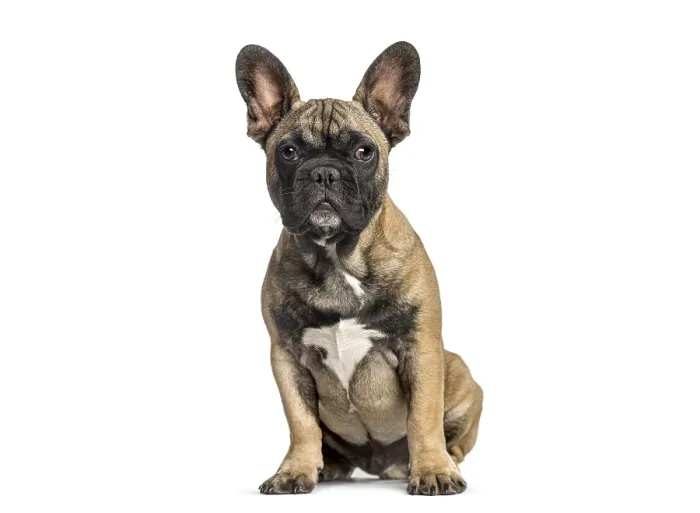 Framed Print : Fawn brindle french bulldog puppy sitting with a serious expression
