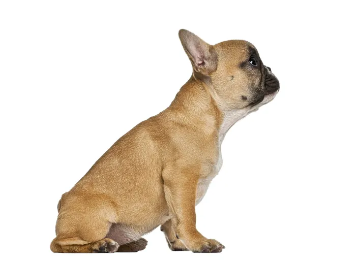 Framed Print : Fawn bulldog puppy sitting, looking up Framed Print : Fawn bulldog puppy sitting, looking up