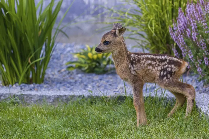 Framed Print : A fawn (Capreolus capreolus), standing in a garden