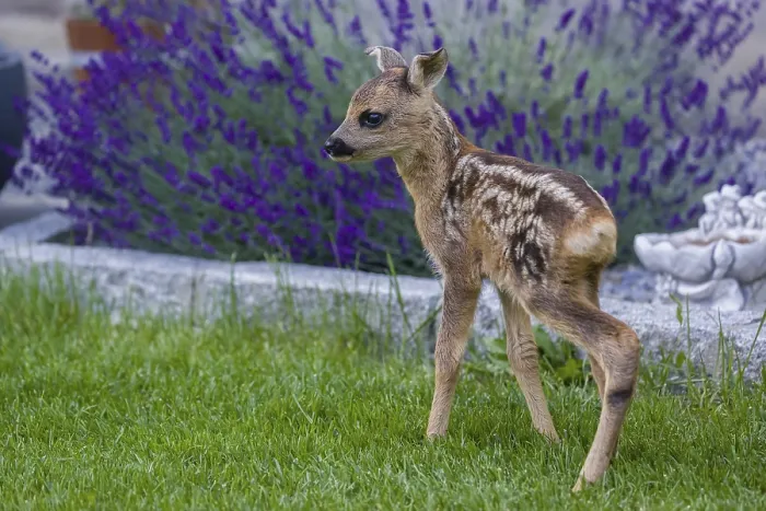 Framed Print : A fawn (Capreolus capreolus), standing in a garden Framed Print : A fawn (Capreolus capreolus), standing in a garden