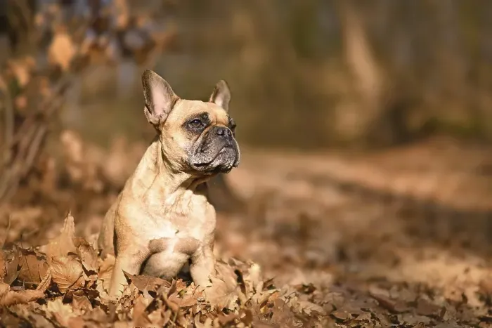 Framed Print : Fawn French Bulldog dog sitting in forest with orange autumn leaves